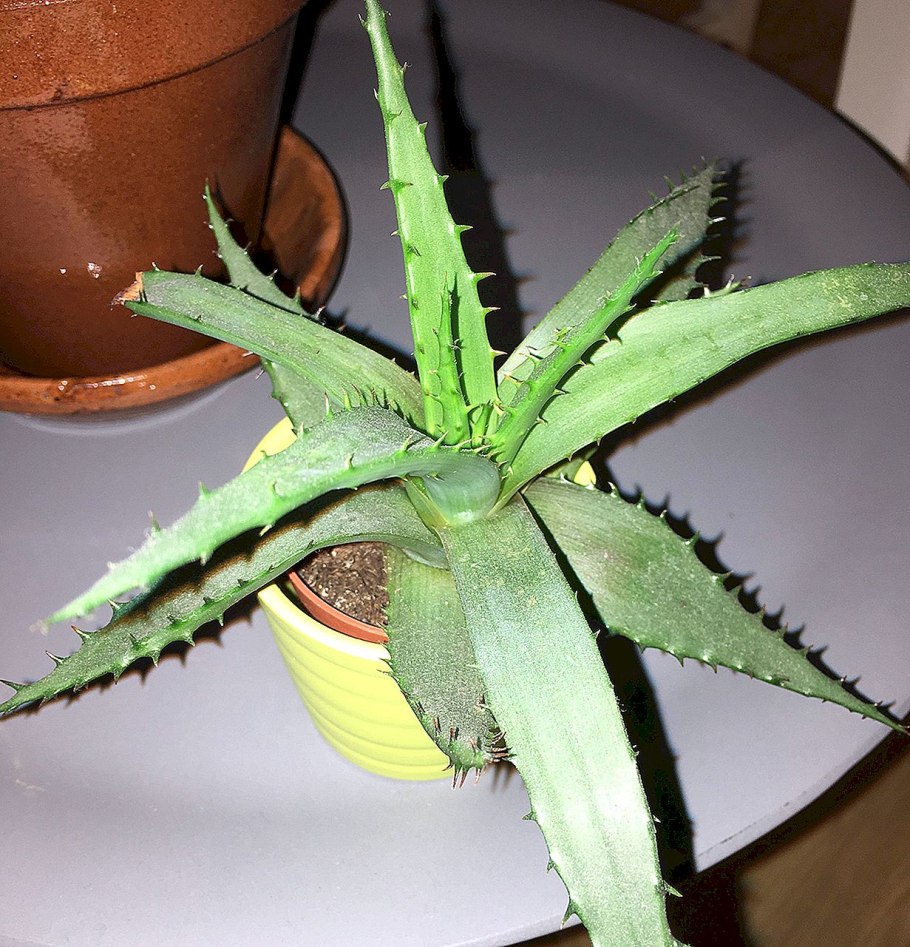 Алоэ столетник