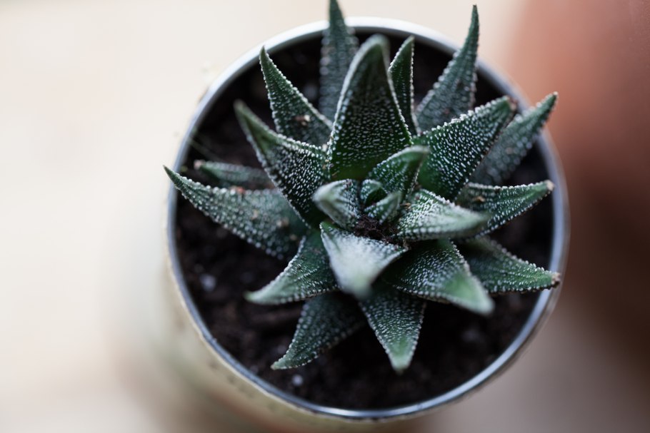 Суккулент хавортия альба