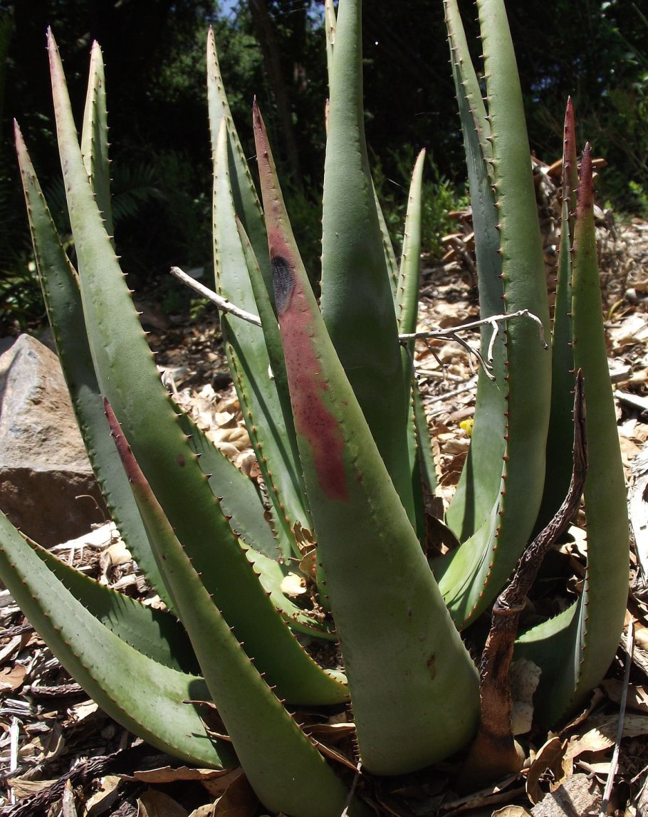 Aloe vaombe