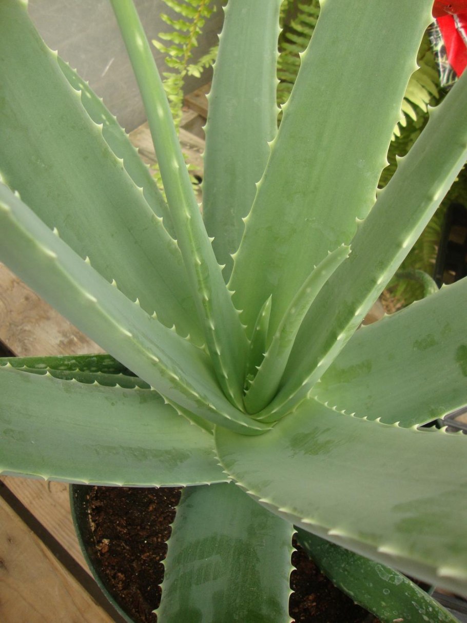 Алоэ широколистный