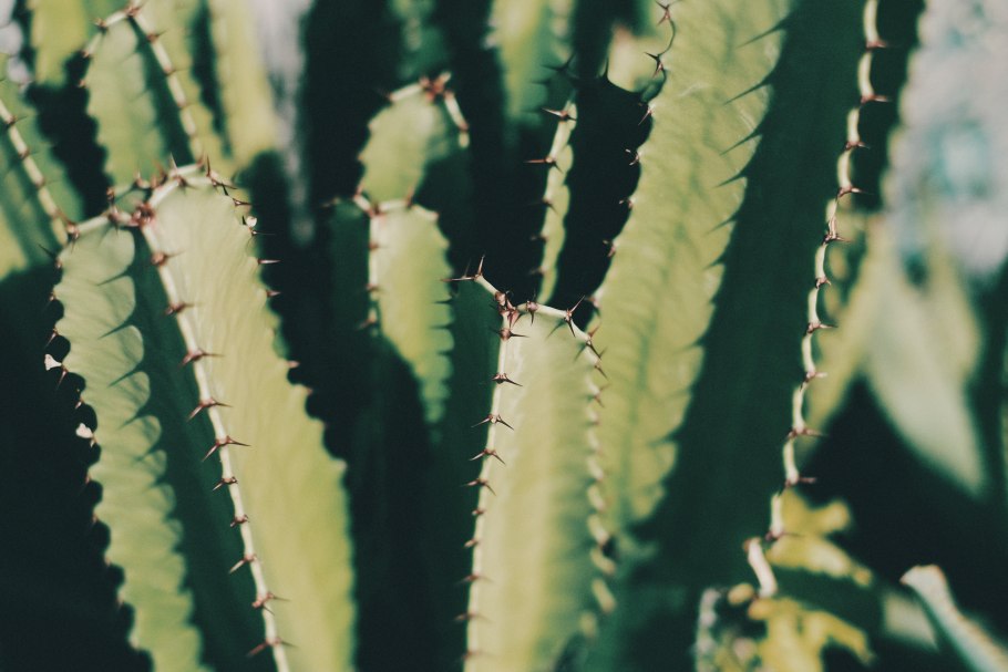 Кактус без колючек