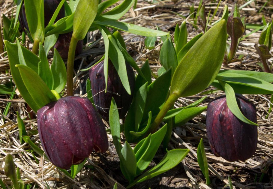 Рябчик малый — fritillaria meleagroides