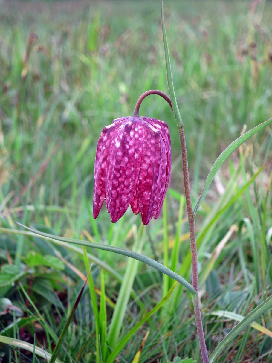 Fritillaria meleagris
