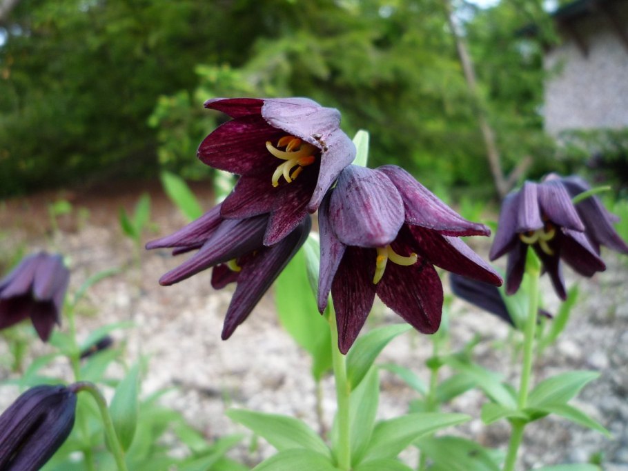 Рябчик камчатский (fritillaria camschatcensis)