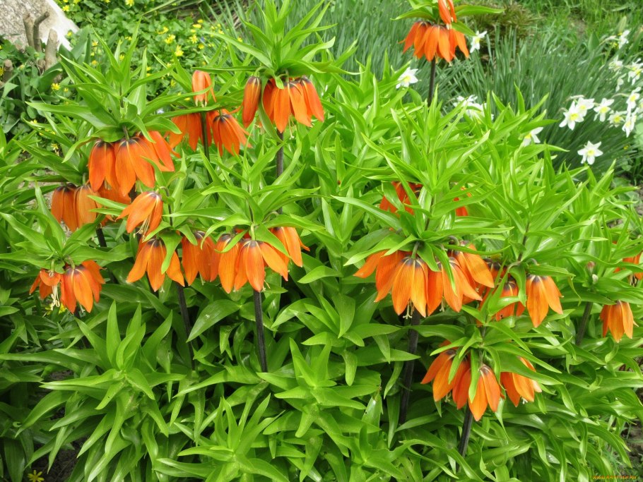 Рябчик императорский рубра