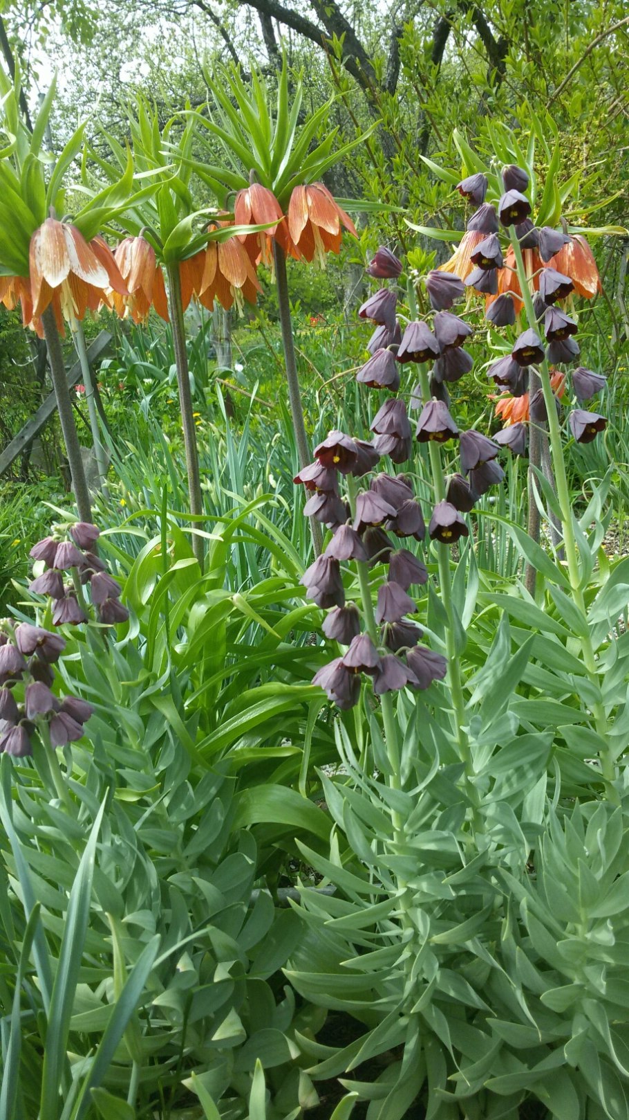 Фритиллярия рябчик персидская