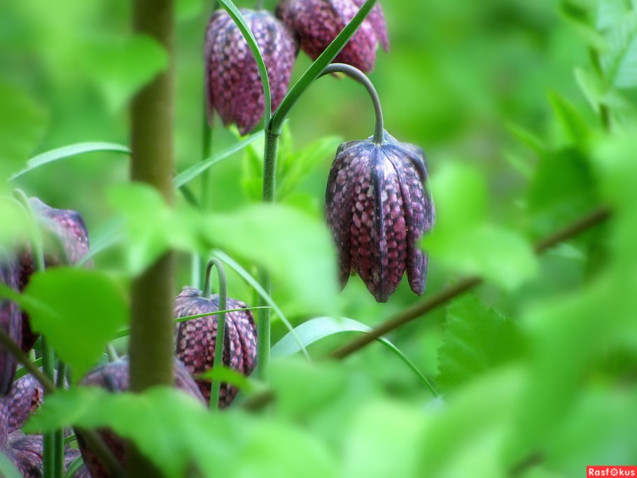 Рябчик шахматовидный