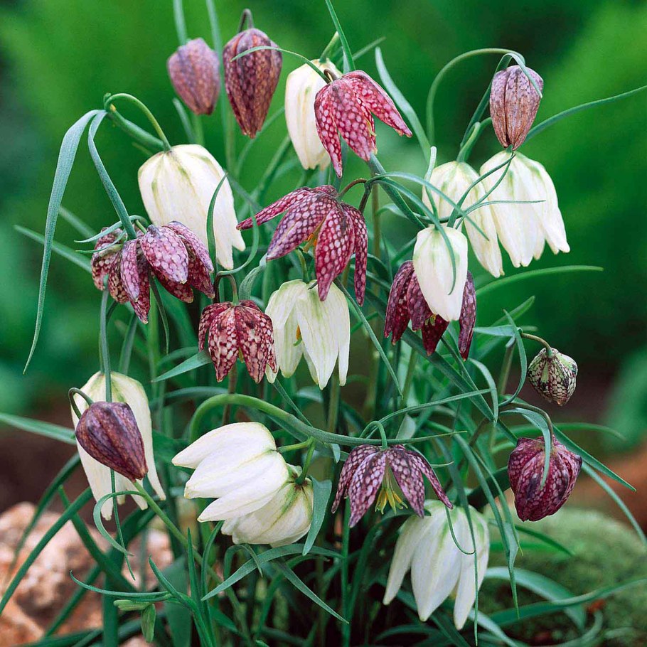 Фритиллярия мелеагрис смесь