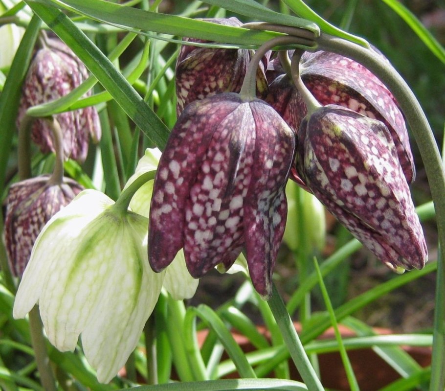 Рябчик шахматный Fritillaria meleagris