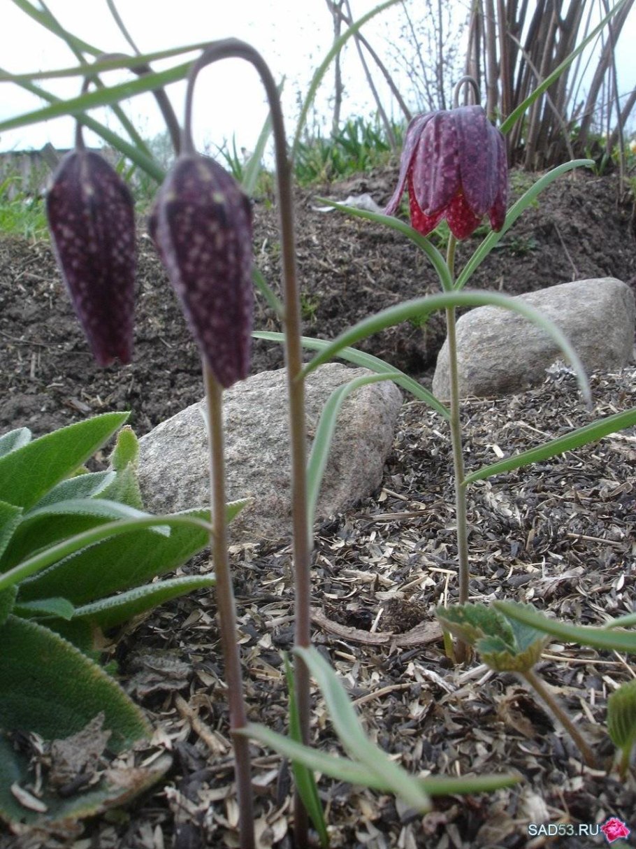 Рябчик императорский шахматный