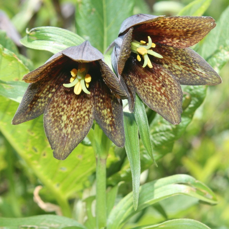 Fritillaria camschatcensis