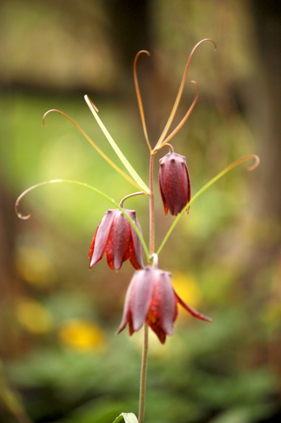 Рябчик акмопетала (fritillaria acmopetala)