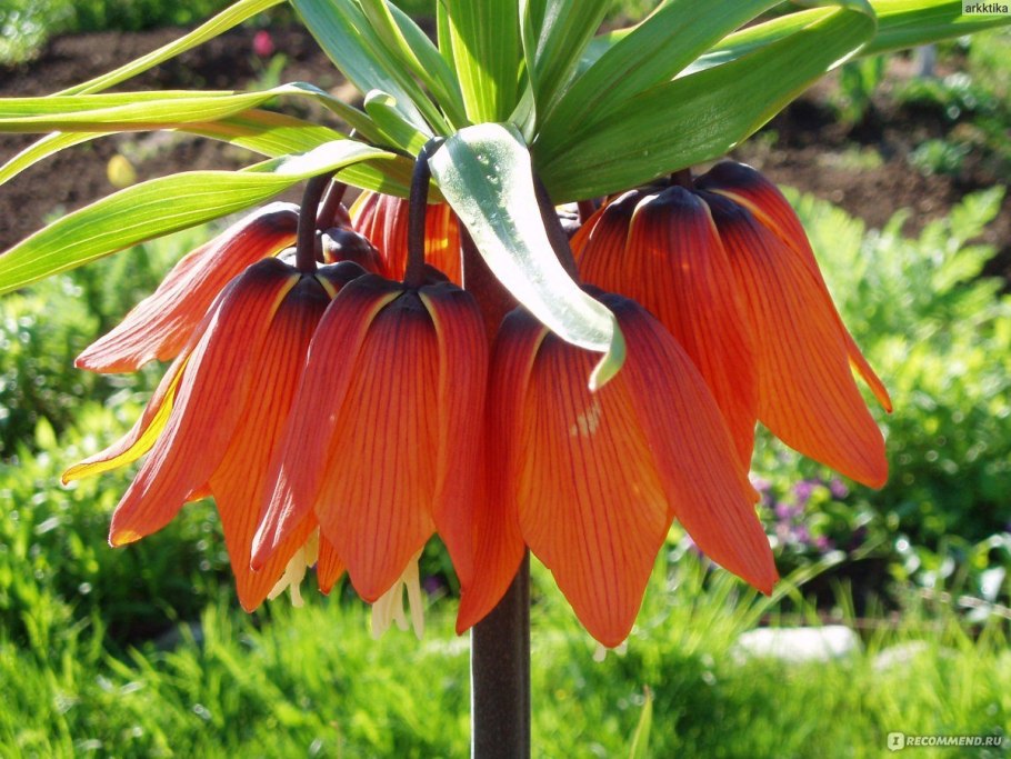 Рябчик императорский оранжевый