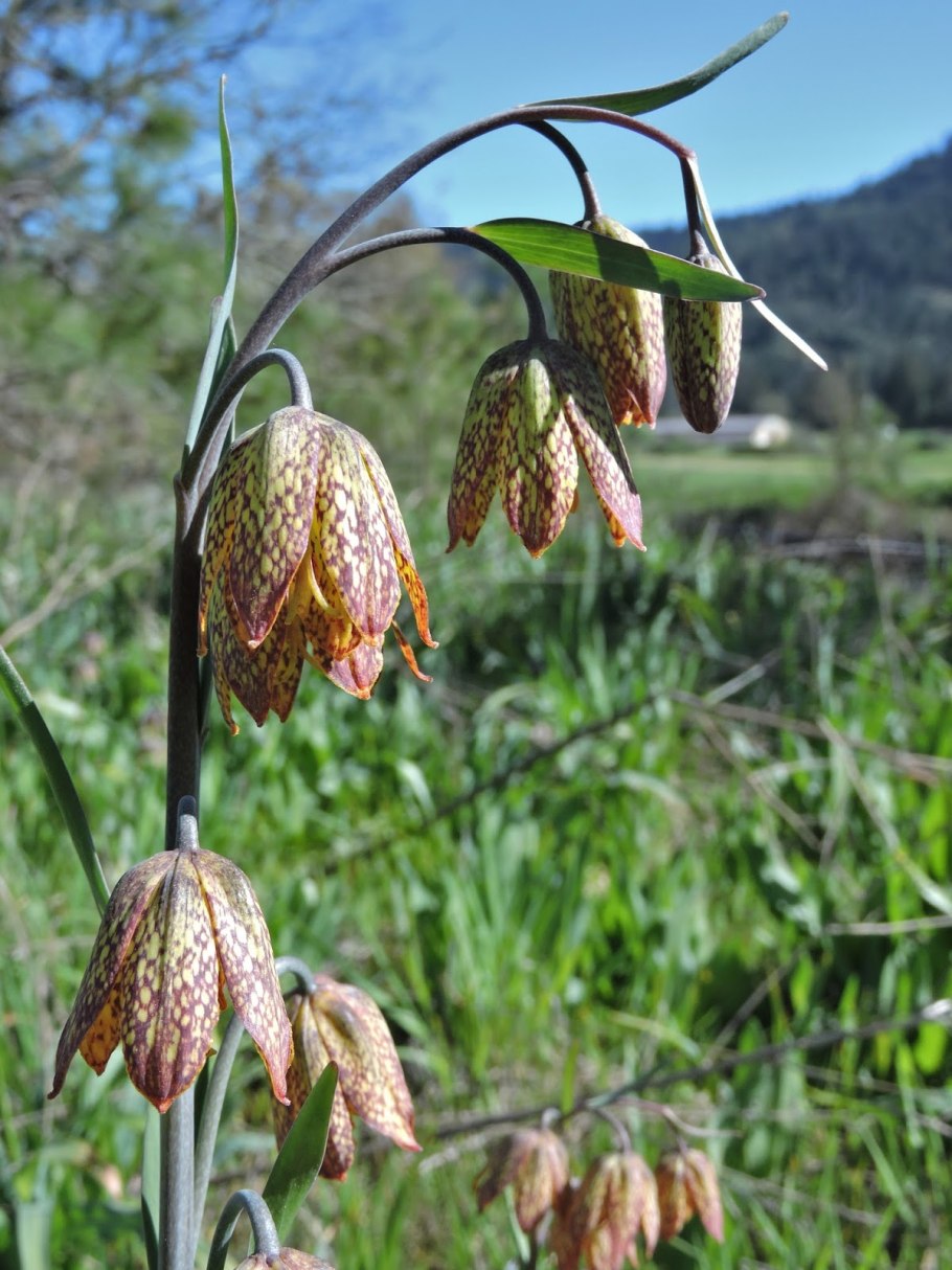 Persica фритиллярия