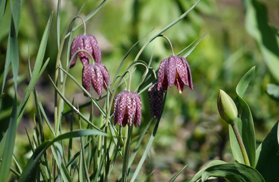 Fritillaria ruthenica плод