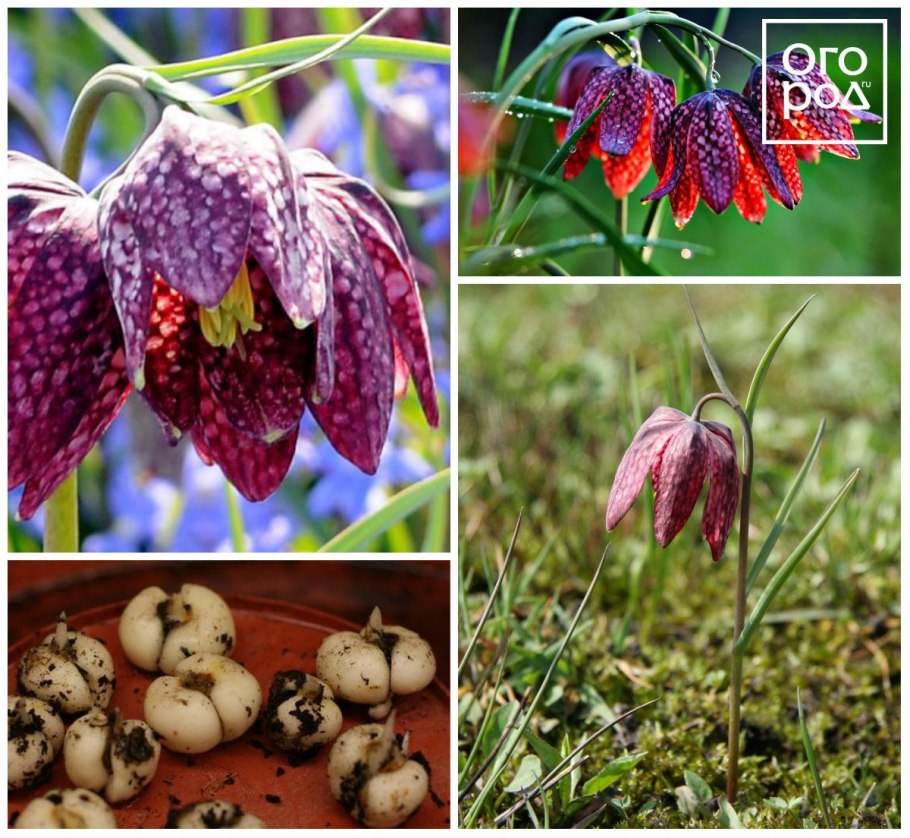 Рябчик шахматный fritillaria meleagris