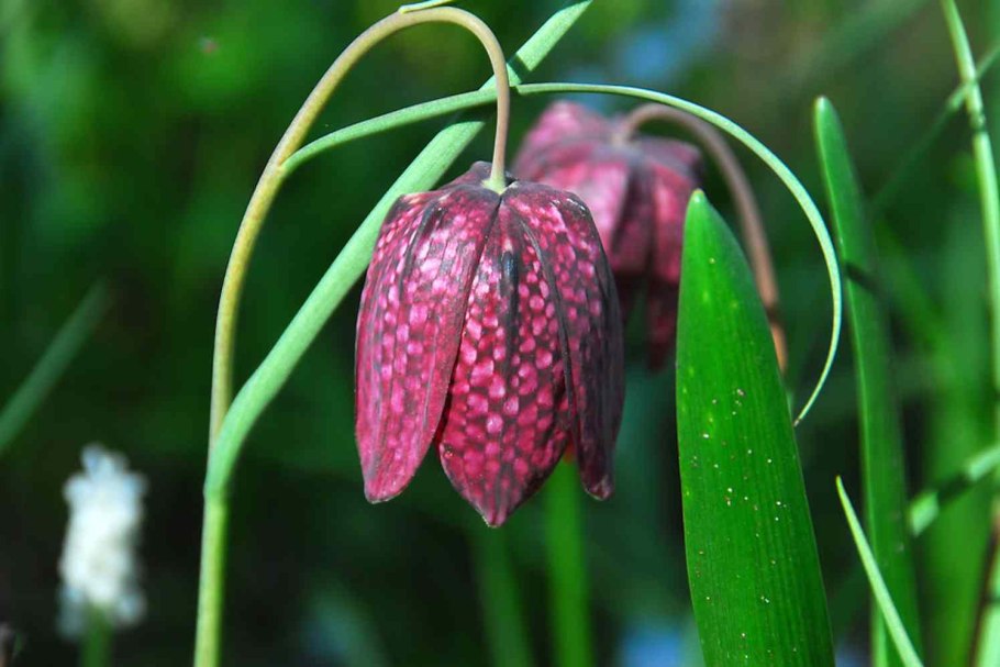 Цветок рябчик