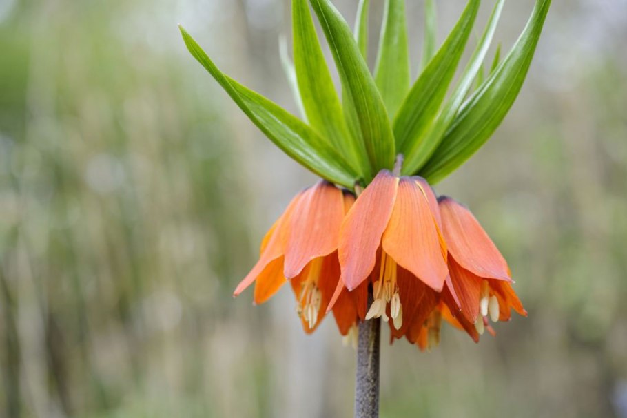 Рябчик императорский растение