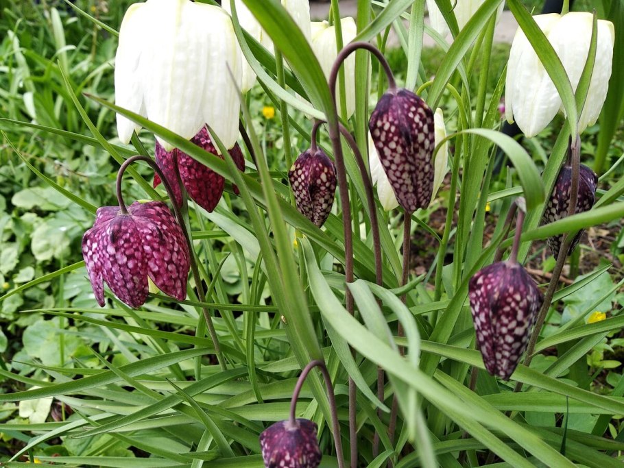 Цветок рябчик Императорский