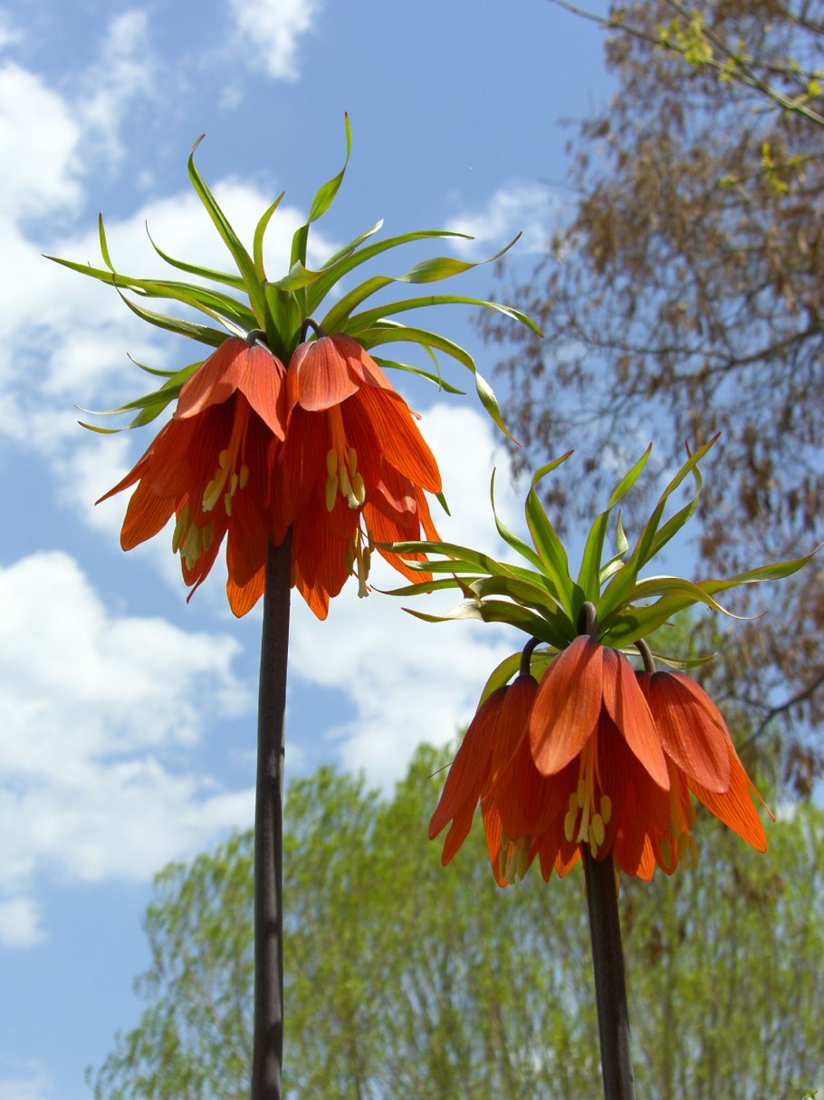 Императорский рябчик цветок