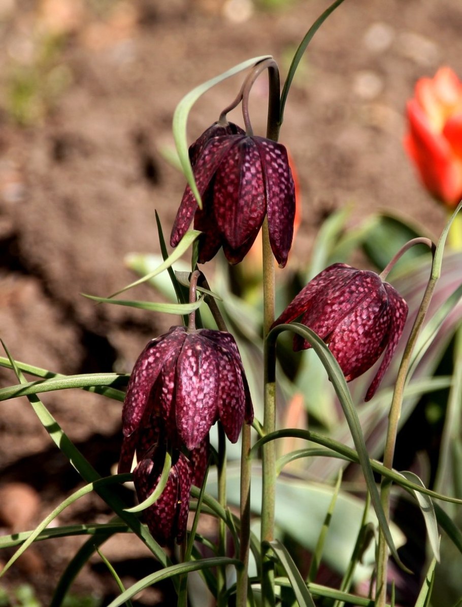 Рябчики Императорские в горшке на окне