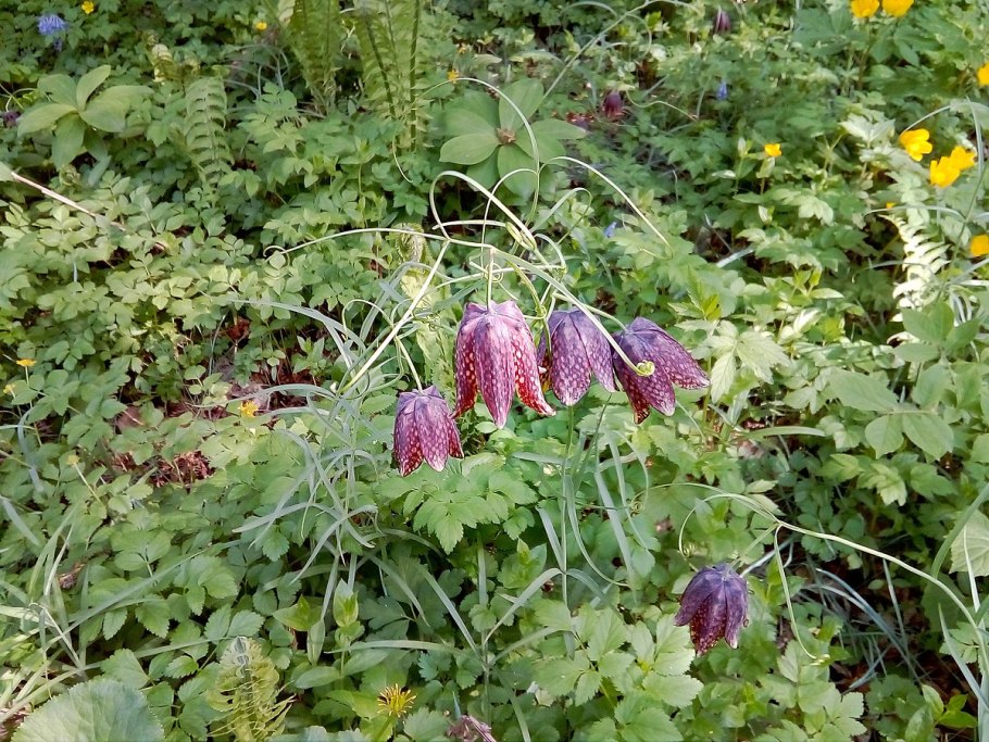 Рябчик уссурийский