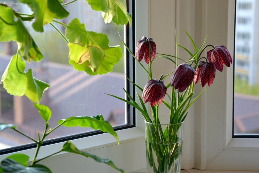 Рябчик русский