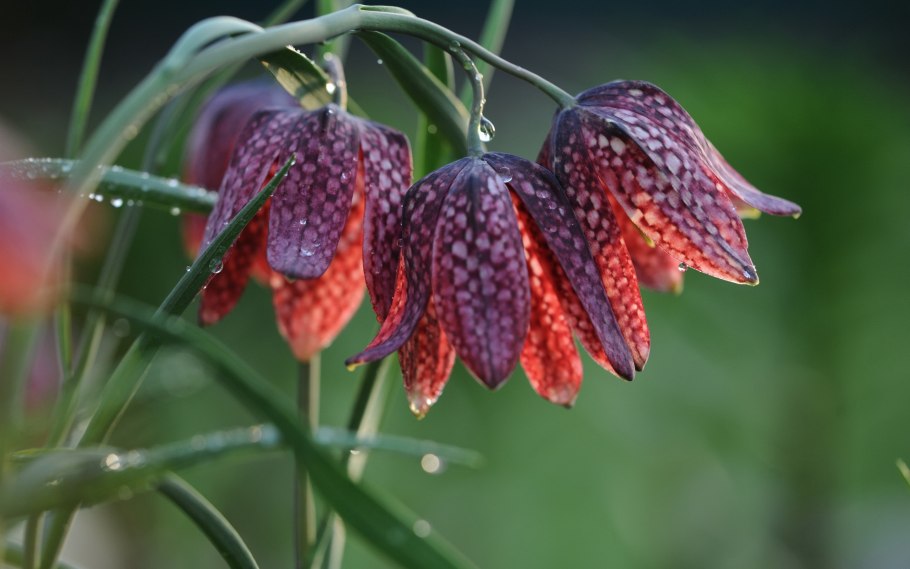 Рябчик растение