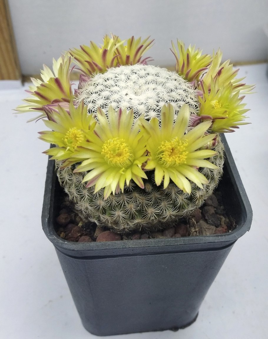 Кактус Маммиллярия Формоза