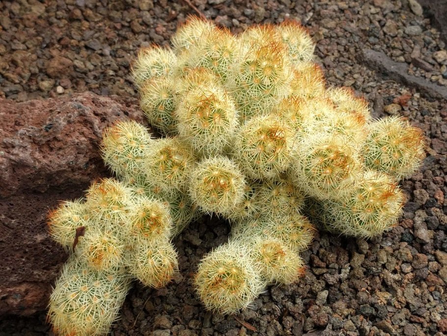 Mammillaria elongata