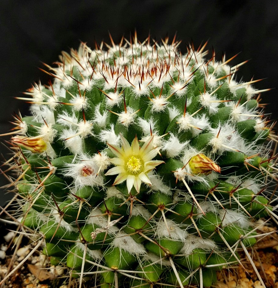 Маммиллярия karwinskiana