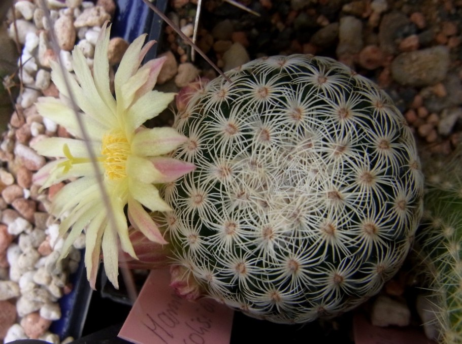 Маммиллярия солисиоидес