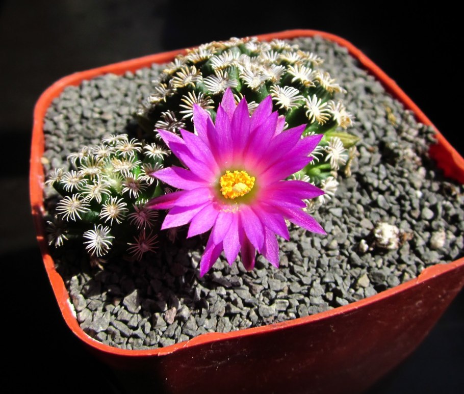 Кактус Маммиллярия Ханиана kr662