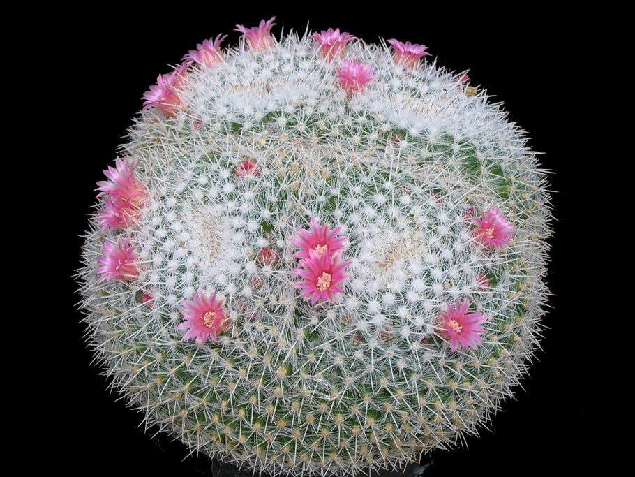 Mammillaria celsiana