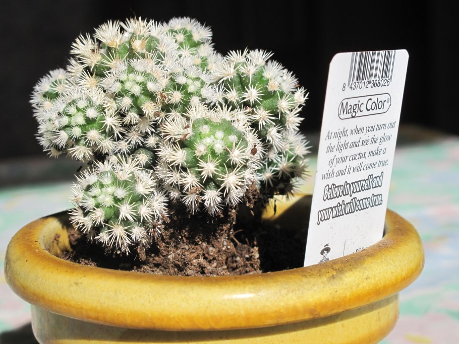 Маммиллярия gracilis