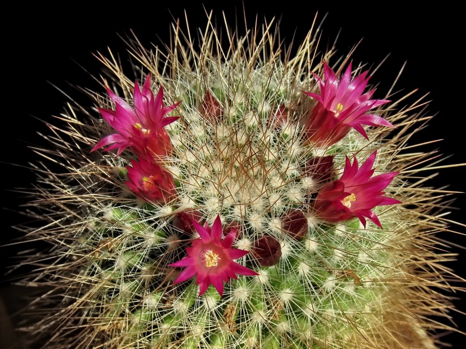 Mammillaria pullihamata