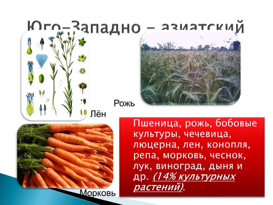 Культурные растения выходцы из Евразии и Северной Америки различны