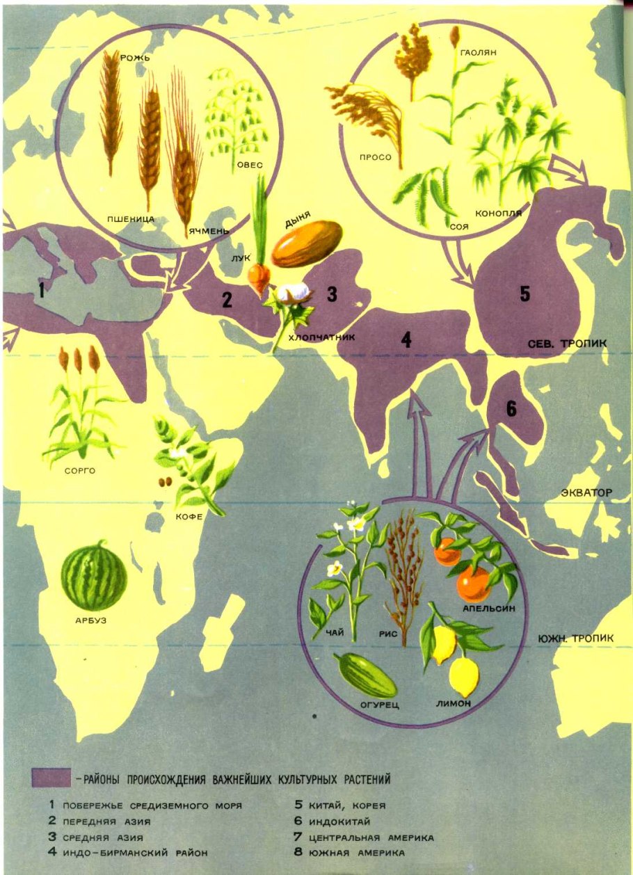 Каталог цветов и трав Нижегородской области