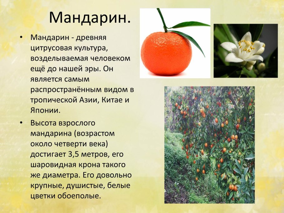 Гибискус Южный цветок