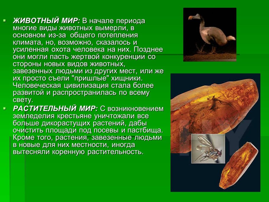 Кукуруза это зерновая культура