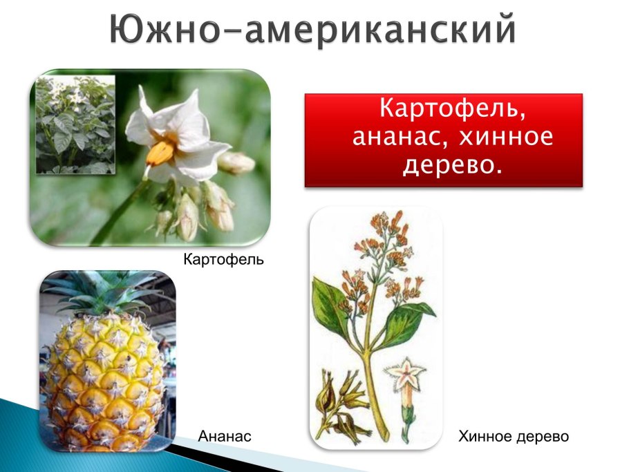 Культурные растения материков