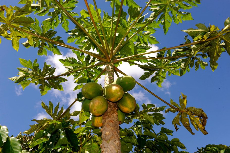 Массовый отбор в селекции растений