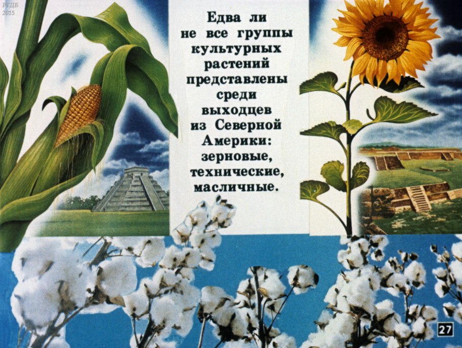 Кофе Арабика растение плантация