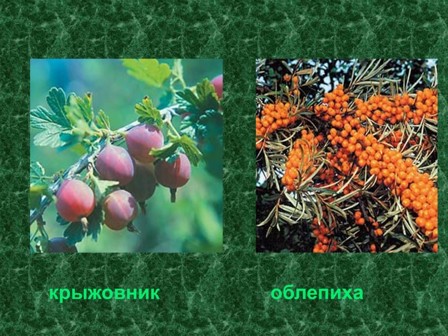 Психотрия Пёппига