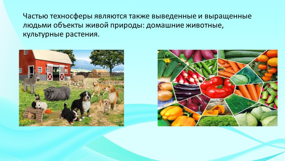 Сельскохозяйственные животные частью техносферы или природы