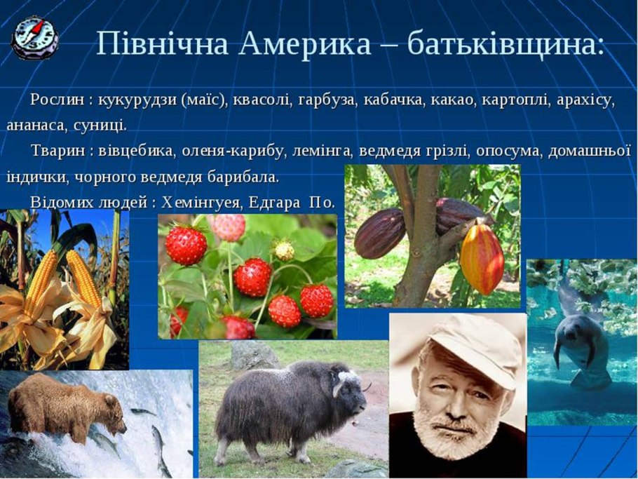 Сорт кукурузы Аргентум