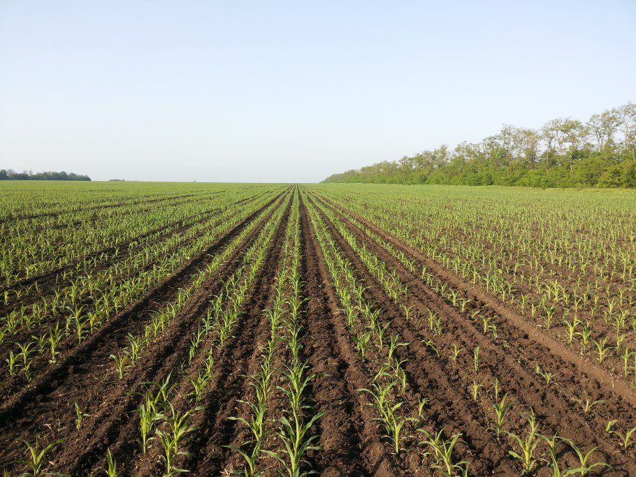 Подсолнечник сорт богучарец