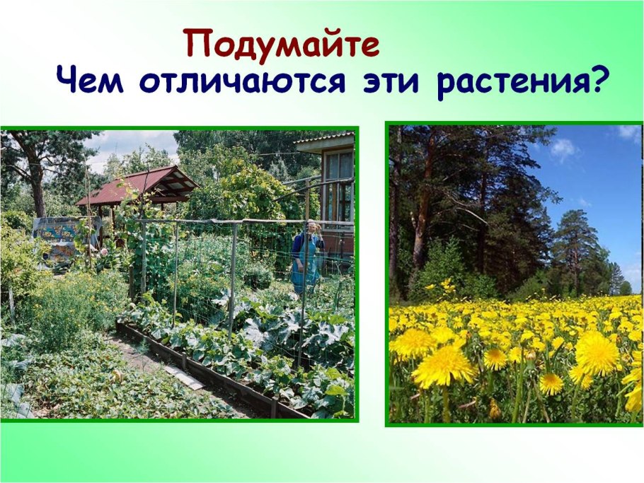 Капельное орошение кукурузы