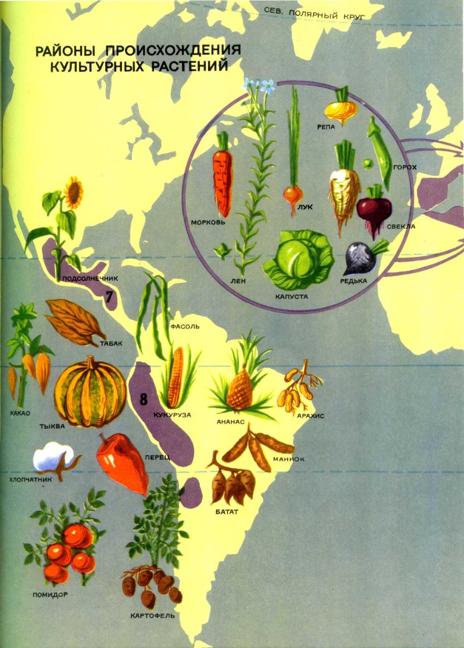 Доклад на тему культурные растения 3 класс окружающий мир