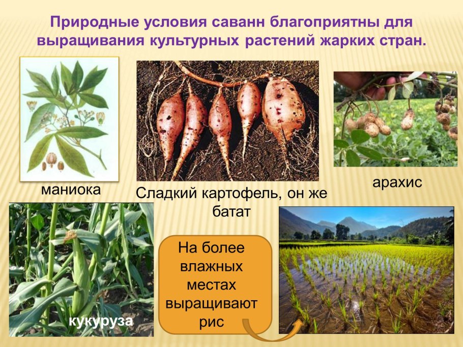 Индо малайский центр происхождения культурных растений